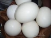 parrots-and-parrot-eggs-for-sale-