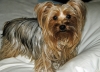 Amazing-Yorkshire-Terrier-for-Sale