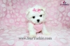 Teacup-Maltese-Puppies-Available-Now-