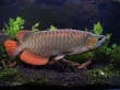 Healthy-super-red-arowana-fishes-for-sale-
