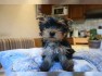YORKIE-PUP-S-FOR-ADOPTION-FREE