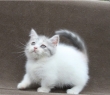 munchkin-kittens-for-sale